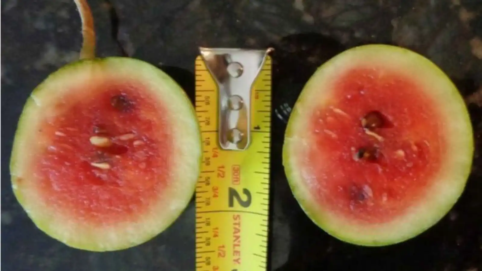 بطيخ بحجم بيضة الدجاج.. ابتكار جديد قد يغير مستقبل الزراعة