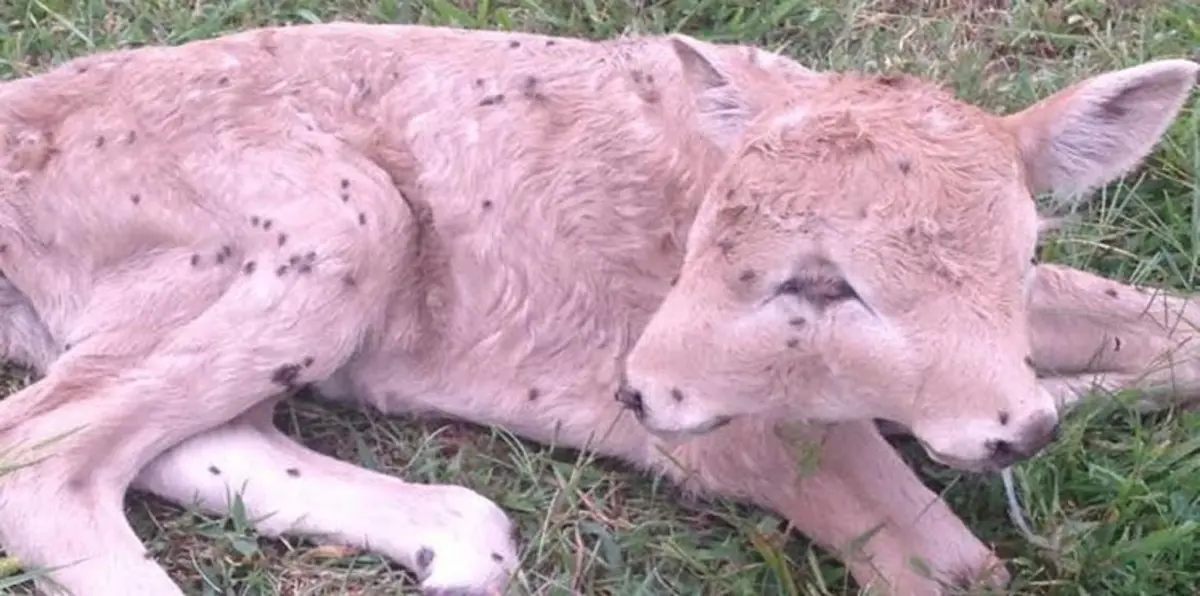 لوكي..عجل برأسين ولدت في الولايات المتحدة