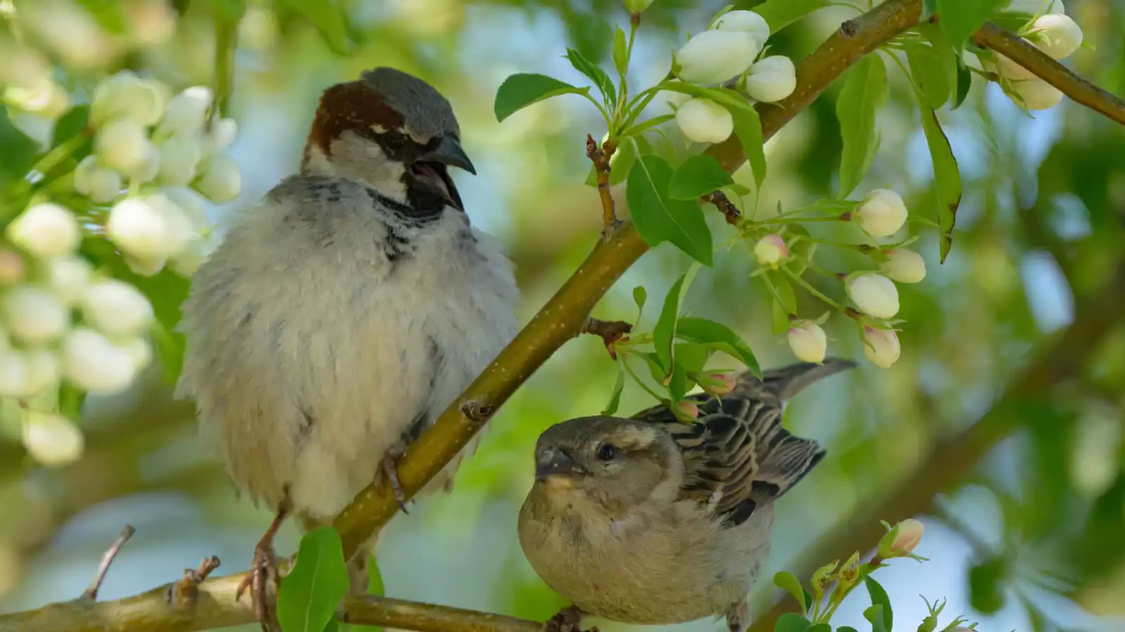 تأثير "صادم" للضوضاء على الطيور وتكاثرها