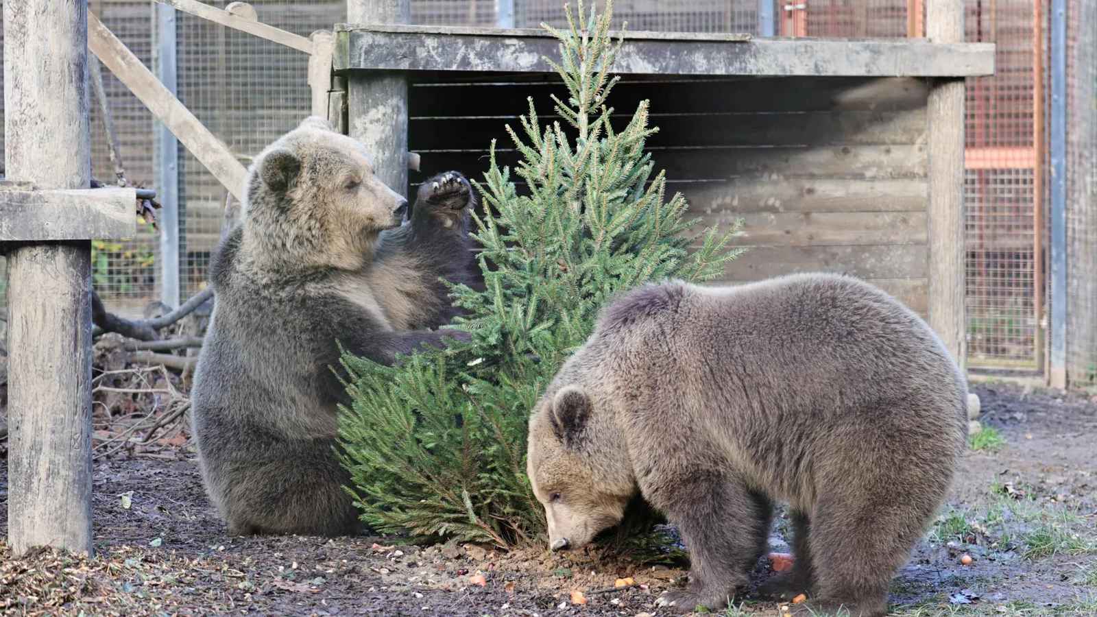 "الدبّان المشاغبان".. هربا من الحظيرة لتناول "وجبة العمر"