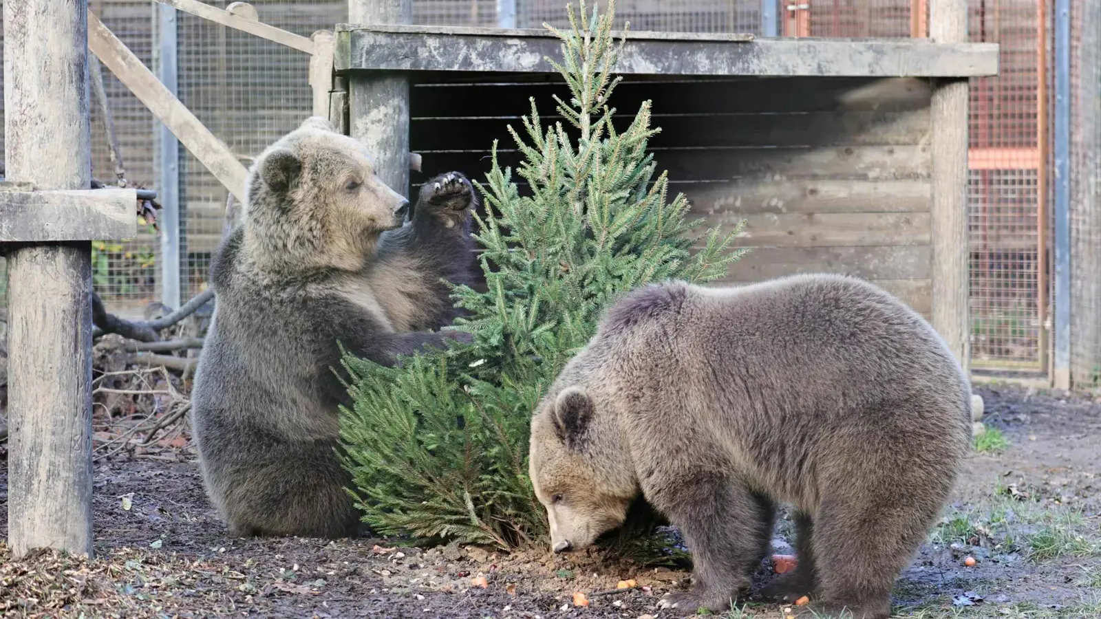 "الدبّان المشاغبان".. هربا من الحظيرة لتناول "وجبة العمر"