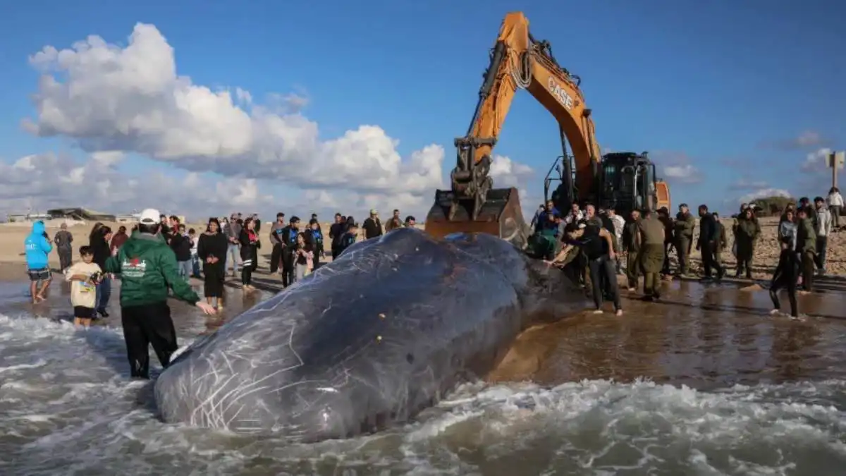 نفوق حوت عنبر قرب شواطئ غزة (صور)