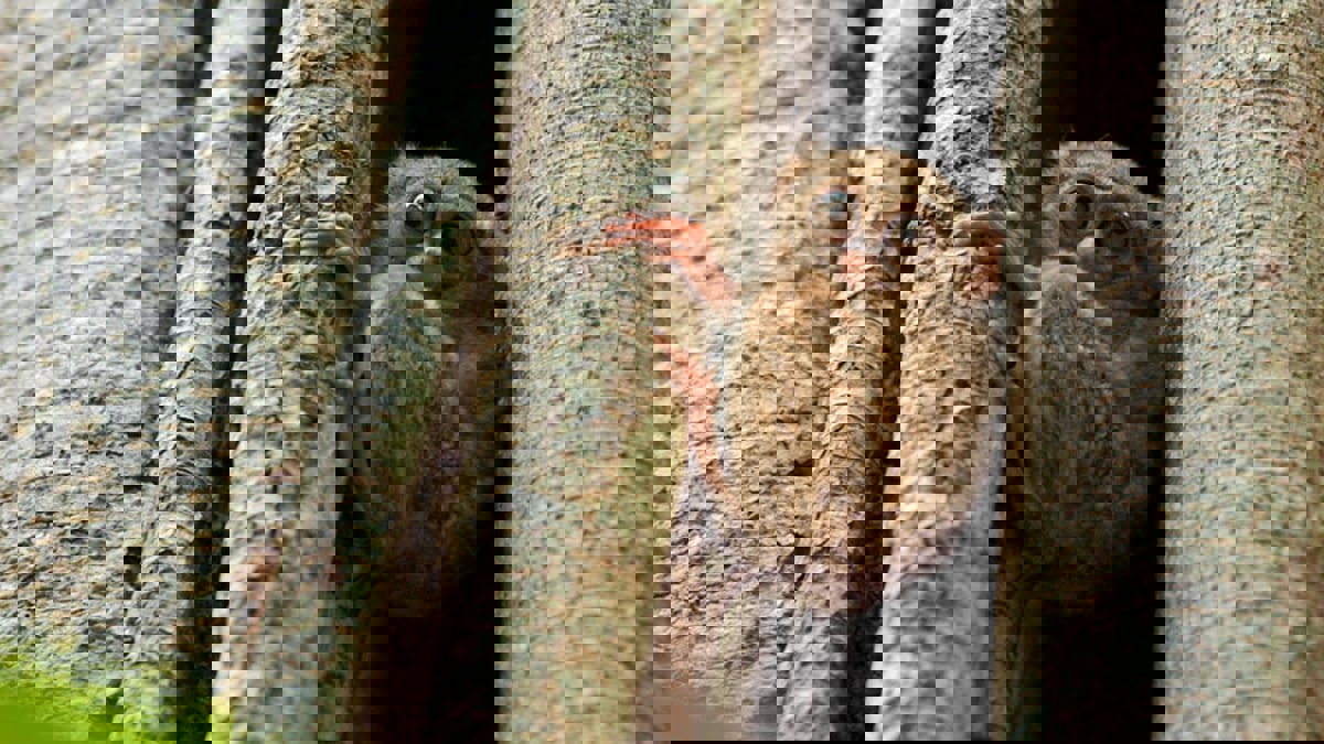 "دويتو غنائي أوبرالي" ينظم حياة قرود "التارسير" في إندونيسيا