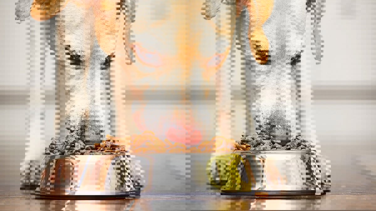 صيني يبني قصرا فاخرا لكلابه بمبلغ باهظ (صور)