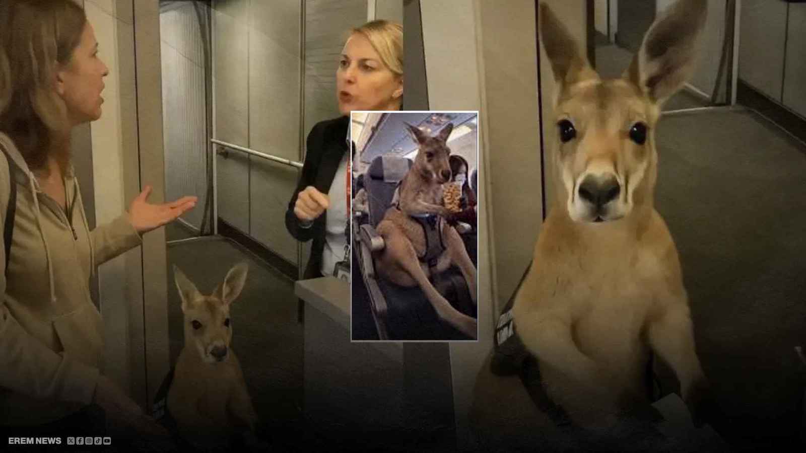 كنغر في الطائرة