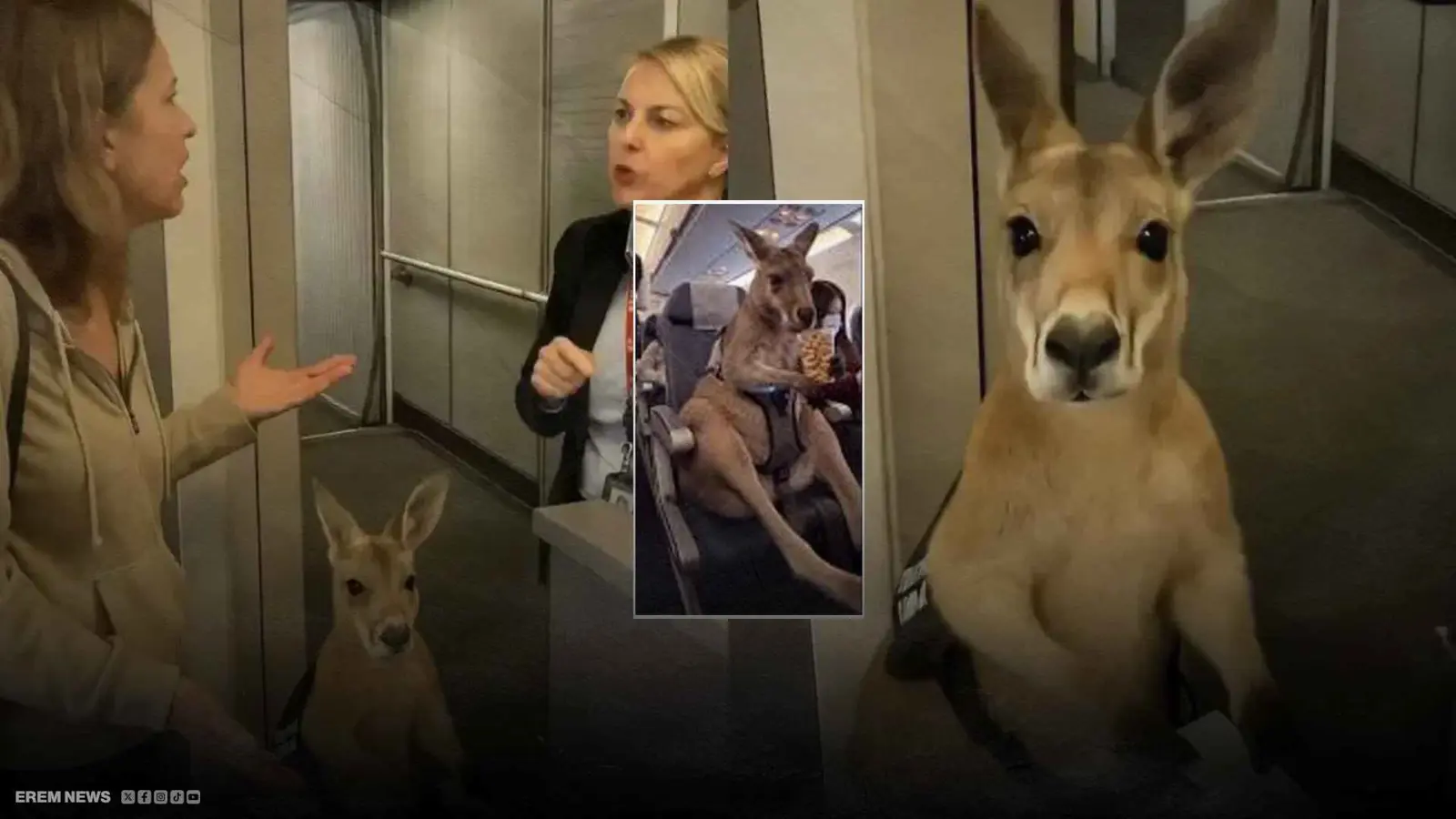 كنغر في الطائرة