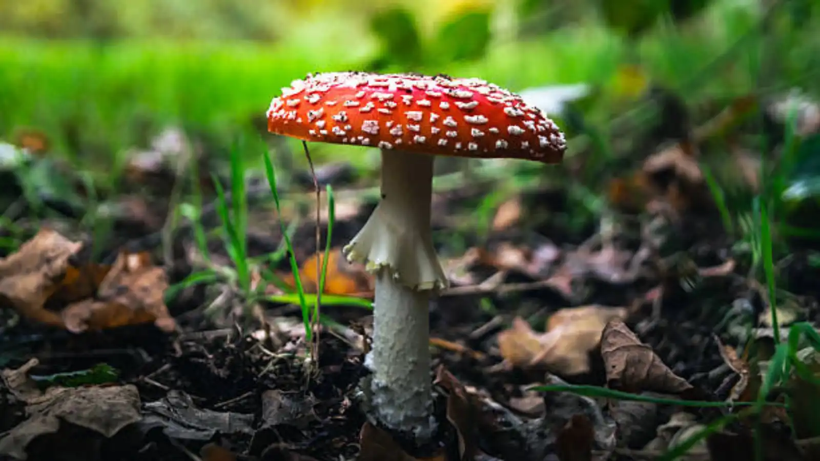 فطر طبيعي قد يحمي مرضى السرطان من آثار العلاج الكيميائي