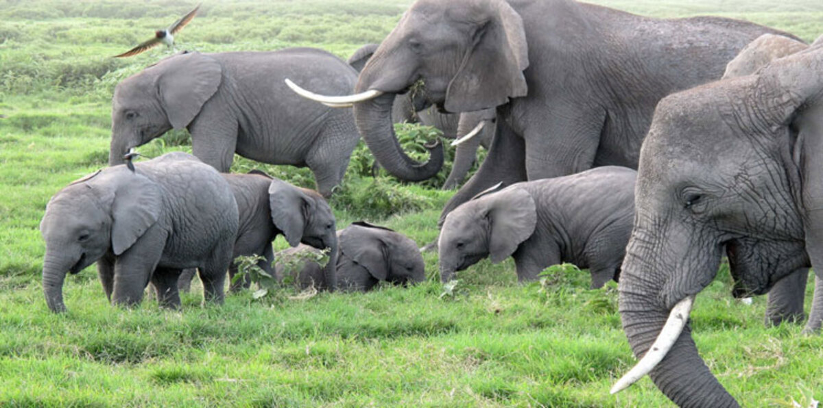صيادون يسممون 60 فيلاً بـ"السيانيد" في زيمبابوي