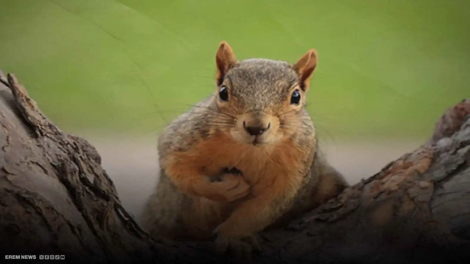  "سرق مفتاح سيارة".. سنجاب صغير يستنفر قرية كاملة