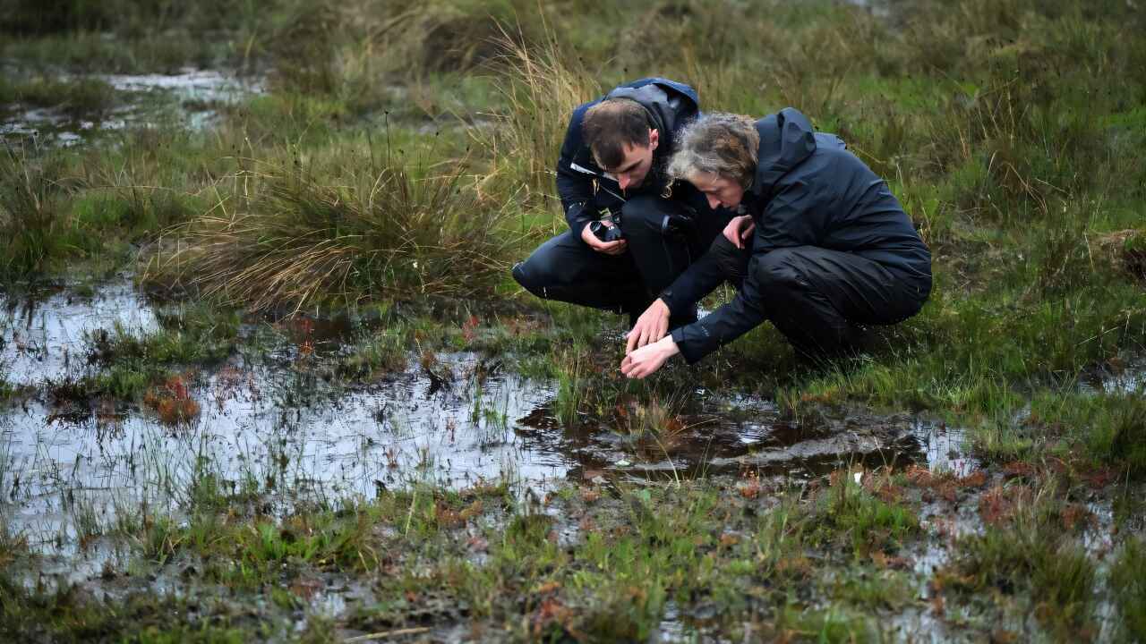 أيرلندا.. تقنية تقلل انبعاثات الكربون في نوع محدد من الأراضي