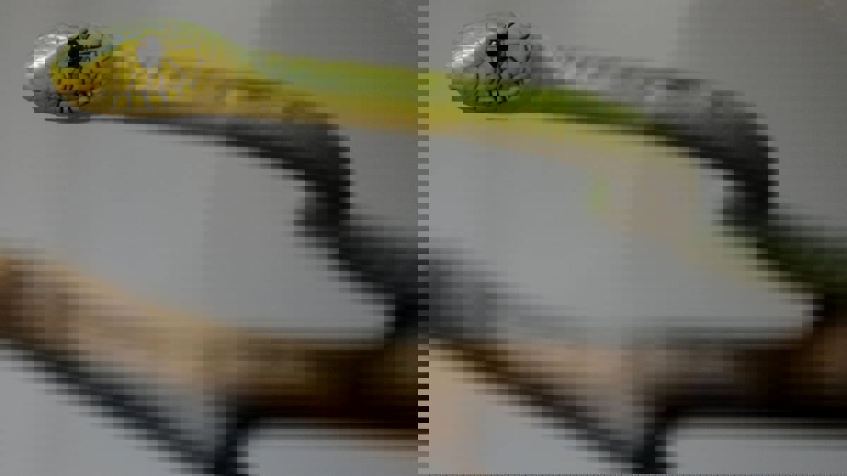 العثور على الأفعى الهاربة من منزل مالكها في هولندا