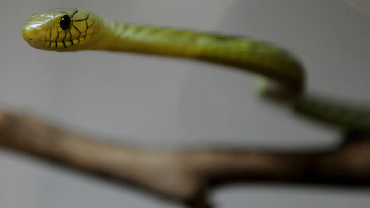 العثور على الأفعى الهاربة من منزل مالكها في هولندا