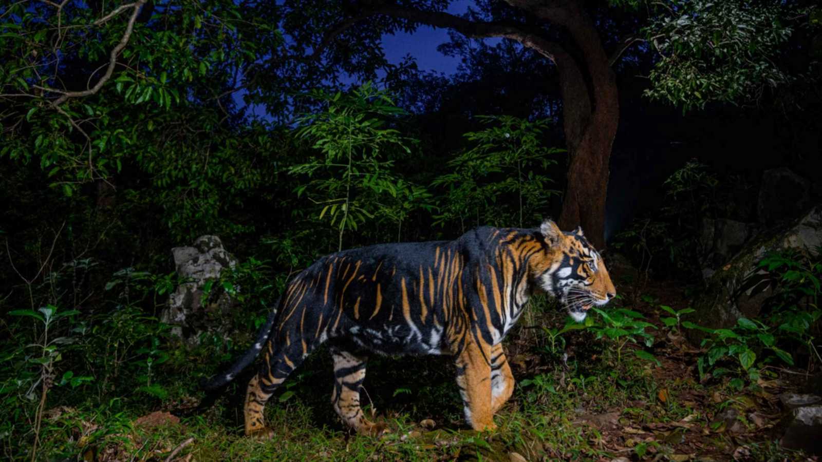 تغيرت خطوطها.. طفرة جينية تهدد نمور محمية شهيرة في الهند