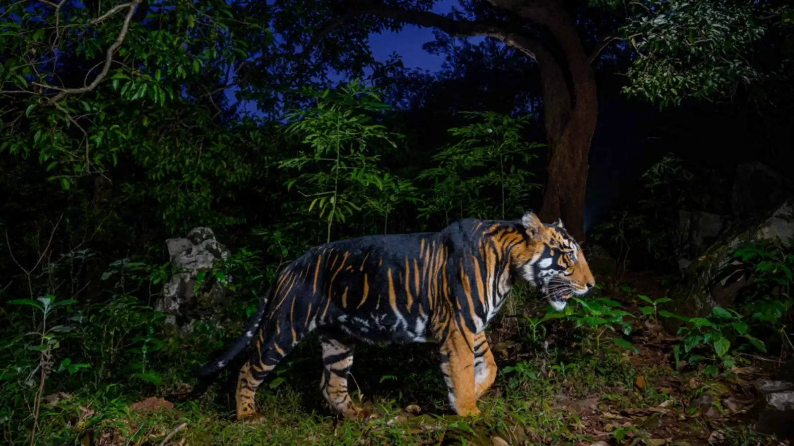 تغيرت خطوطها.. طفرة جينية تهدد نمور محمية شهيرة في الهند