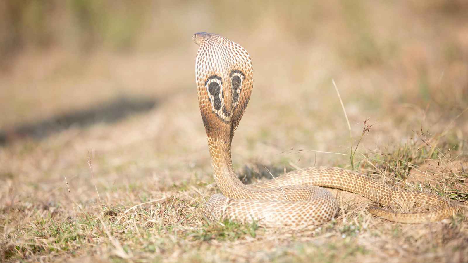 فيديو لمواجهة "شرسة" بين كلب وكوبرا يثير ذعر رواد مواقع التواصل