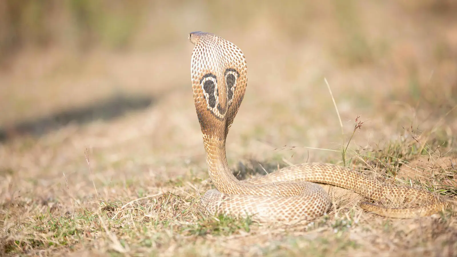 فيديو لمواجهة "شرسة" بين كلب وكوبرا يثير ذعر رواد مواقع التواصل