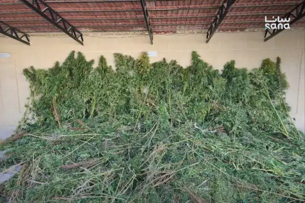 مداهمة مزرعة للحشيش المخدر في سوريا