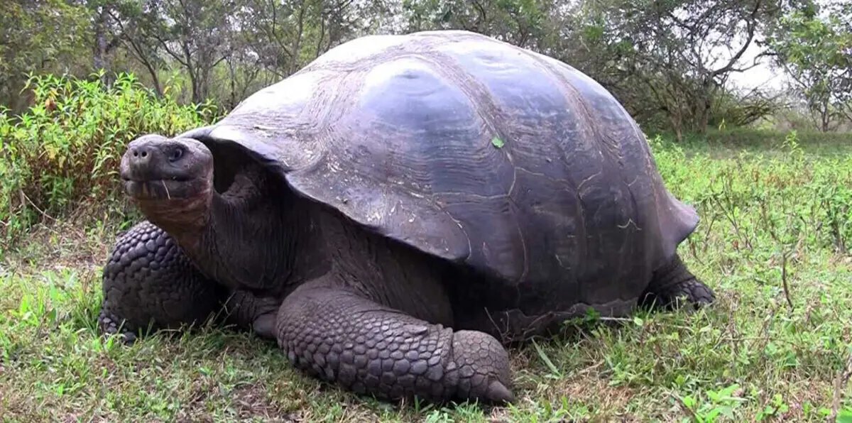 بعد أسبوعين على فرارها.. العثور على السلحفاة العملاقة "أبوه" (صور)