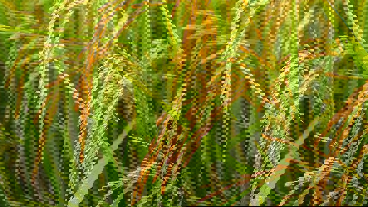 إيران.. تكليف الحرس الثوري بإنتاج الأرز