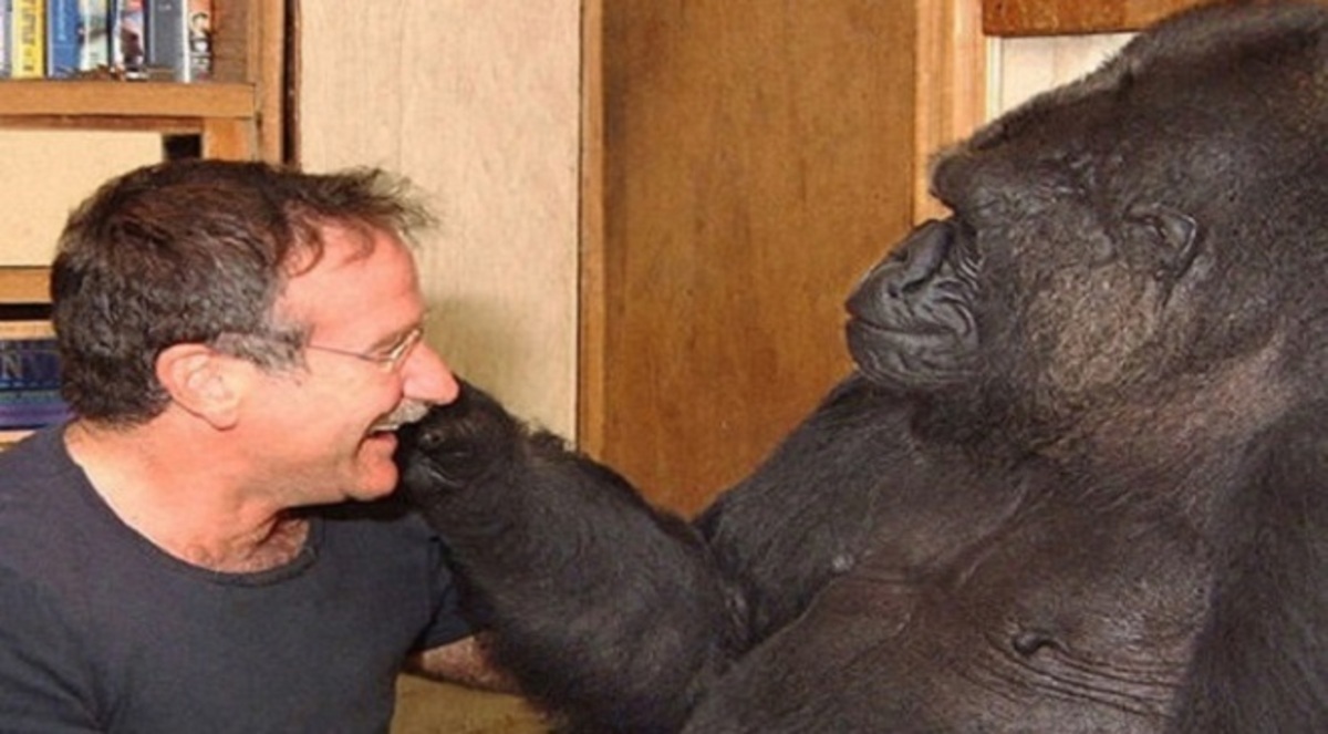 صورة.. غوريلا تبكي لوفاة روبن ويليامز