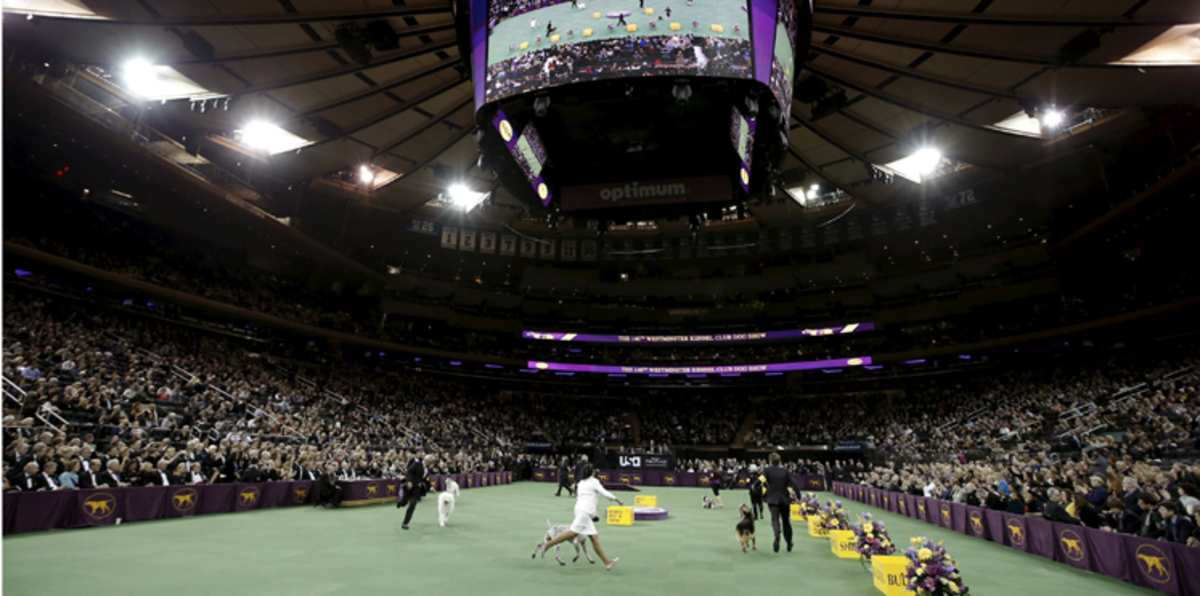 تتويج أجمل كلب في مسابقة بألمانيا (صور)