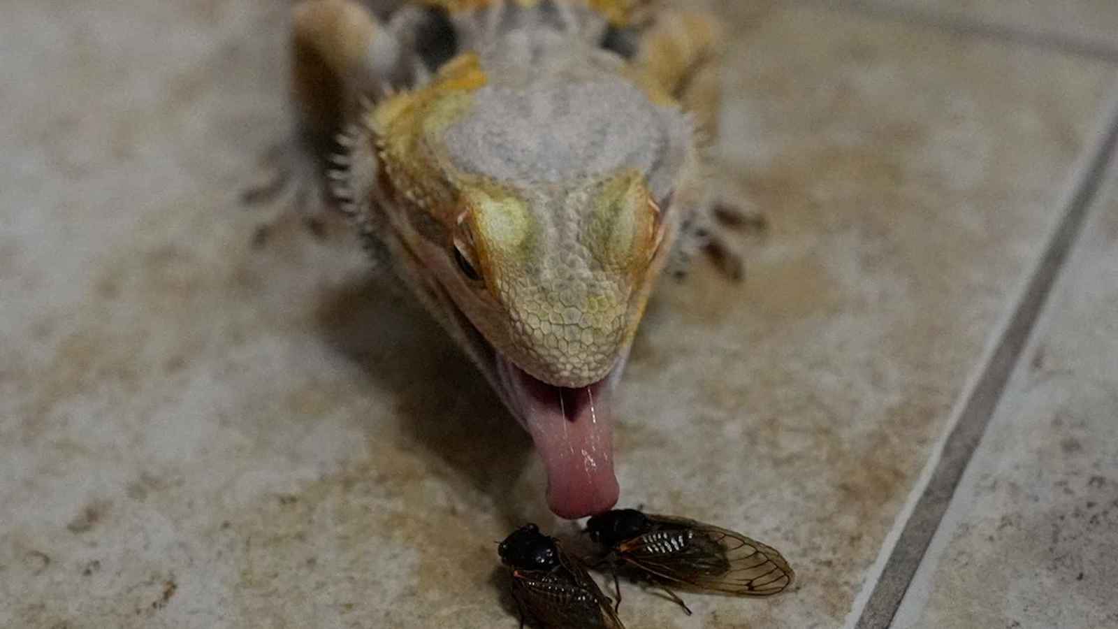 اكتشاف آثار متحجرة تغير تاريخ نشأة بعض المخلوقات