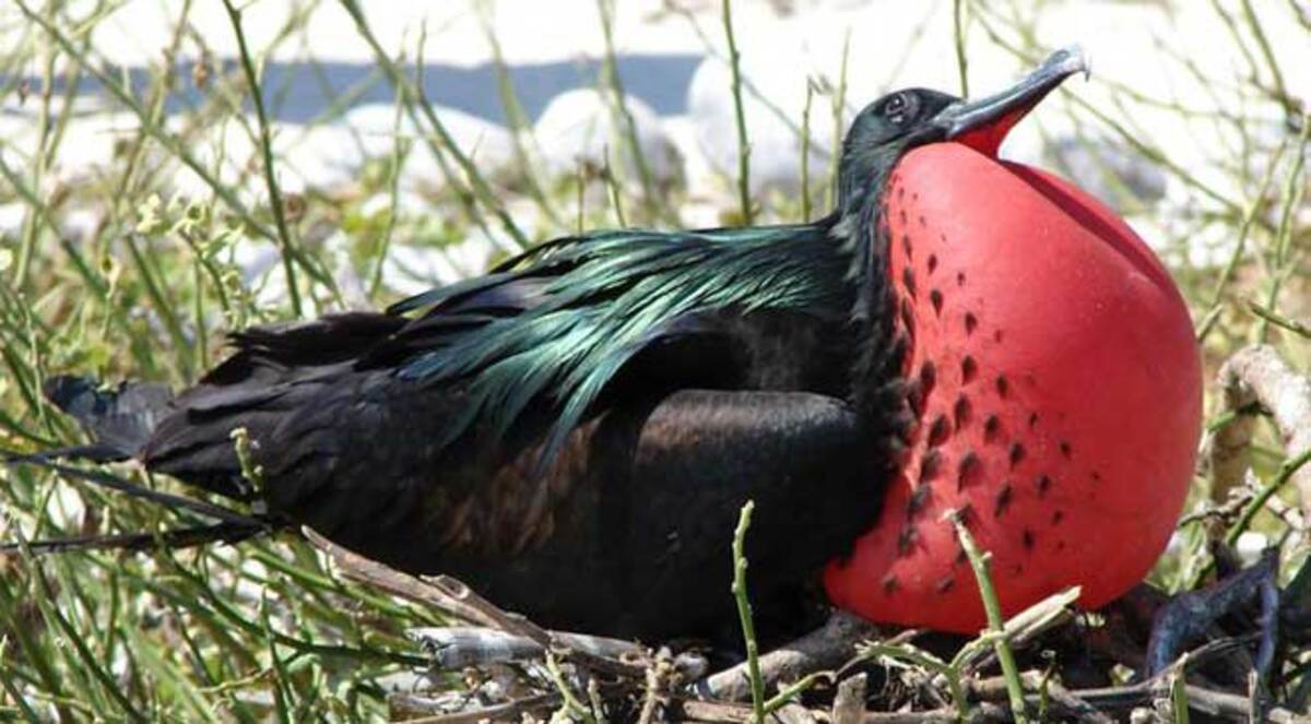 تعرف على أغرب 10 حيوانات في جزر الكاريبي