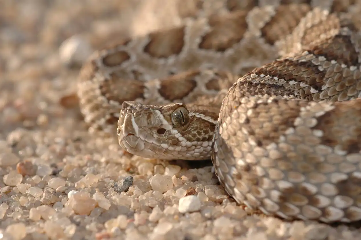 ثعبان حشرجة البراري