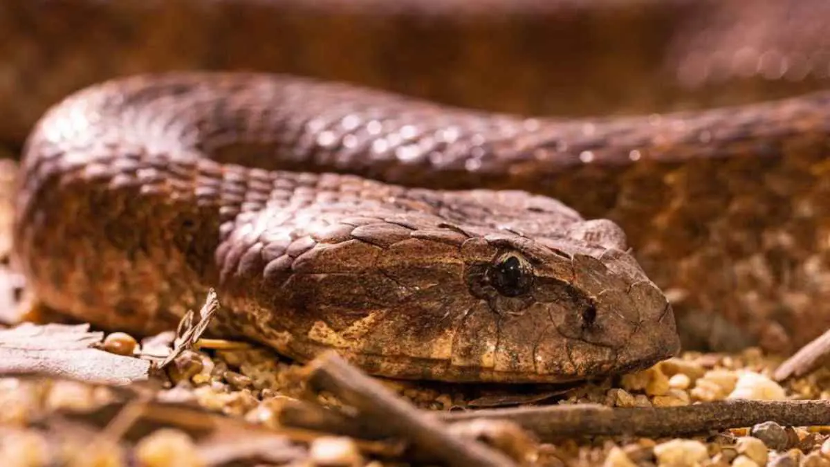 "جنة الأفاعي".. أشجار الزيتون تجذب الثعابين إلى الحقول الإسبانية