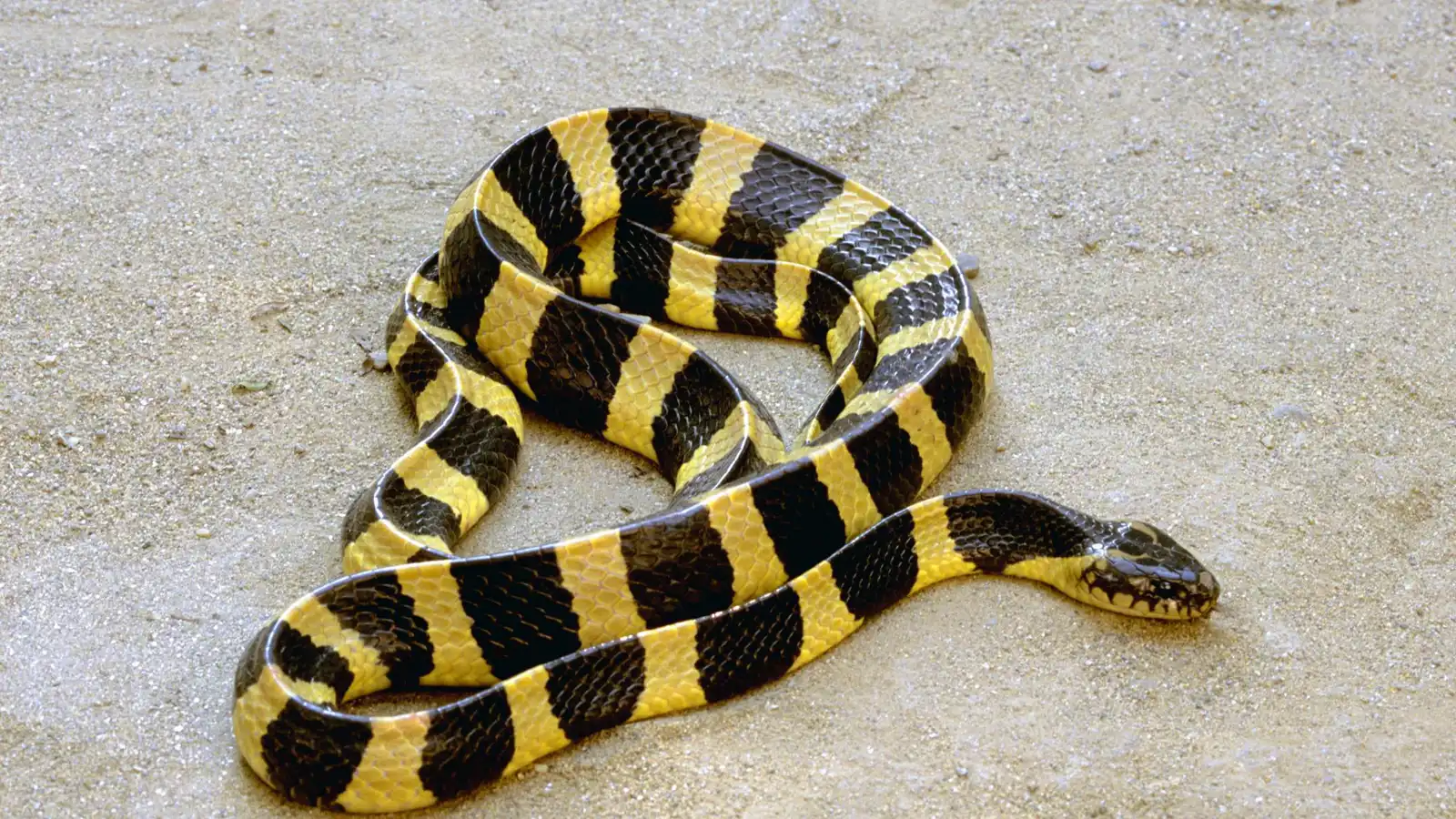 رصد ثعبان "نادر" شديد السمية في الهند (فيديو)