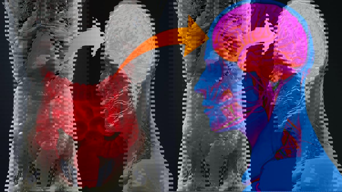 كيف تؤثر بكتيريا الأمعاء على الإنسان؟