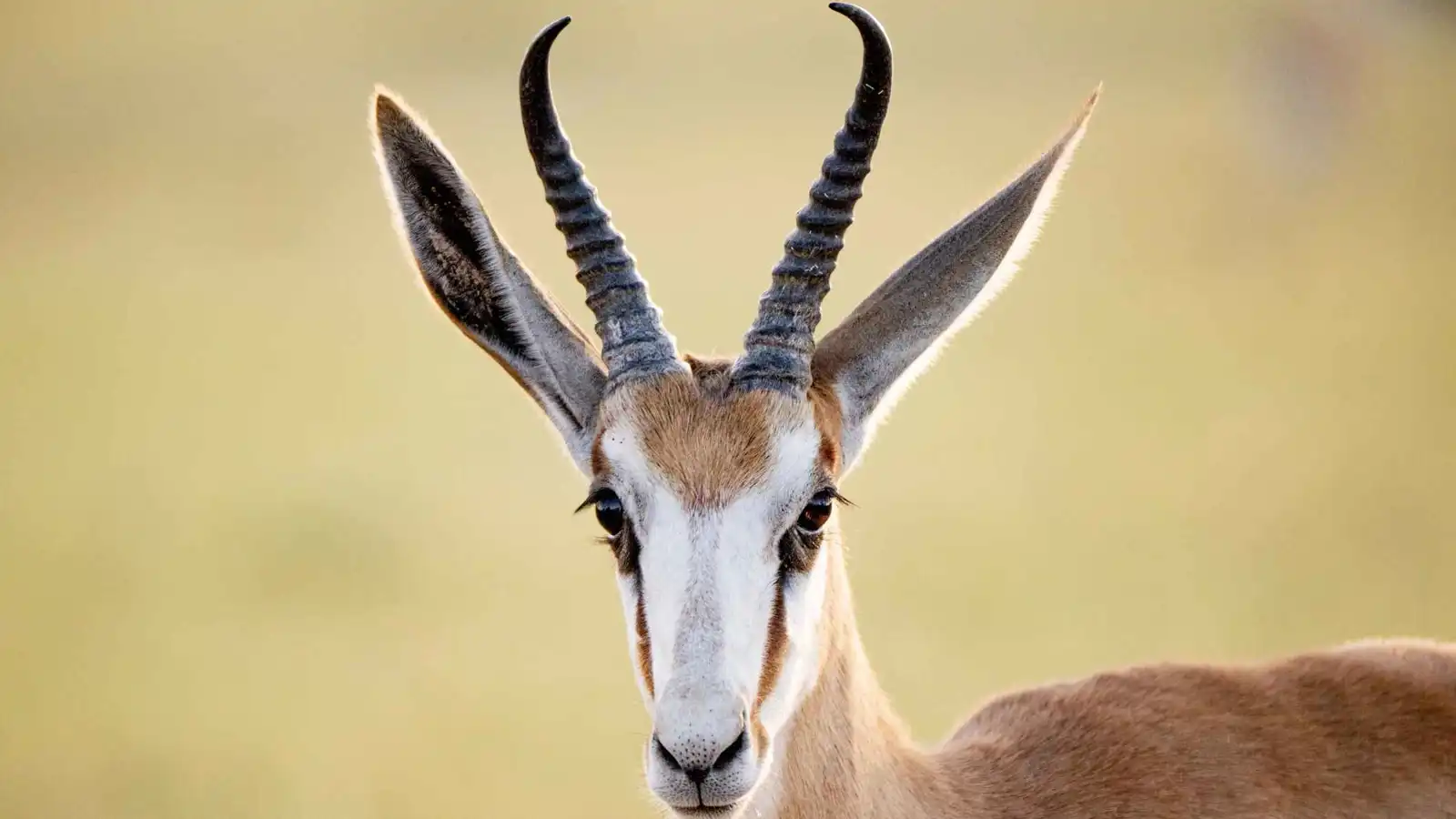 هدية زفاف "صادمة" في ليبيا.. غزال مهدد بالانقراض يفجّر الغضب (فيديو)