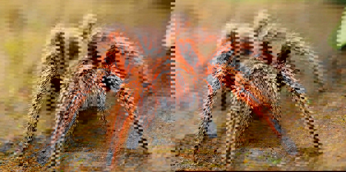 ناسا تكشف حقيقة وجود عناكب على كوكب المريخ (صور)