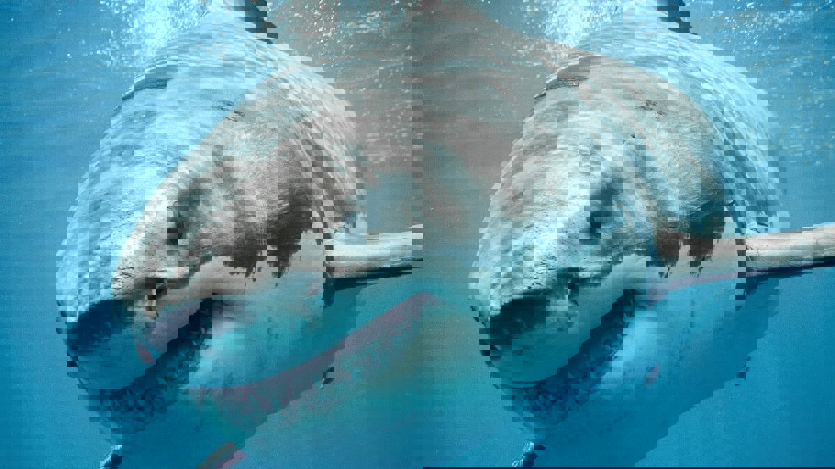 رجل يصارع سمكة قرش لإنقاذ زوجته من بين فكيها