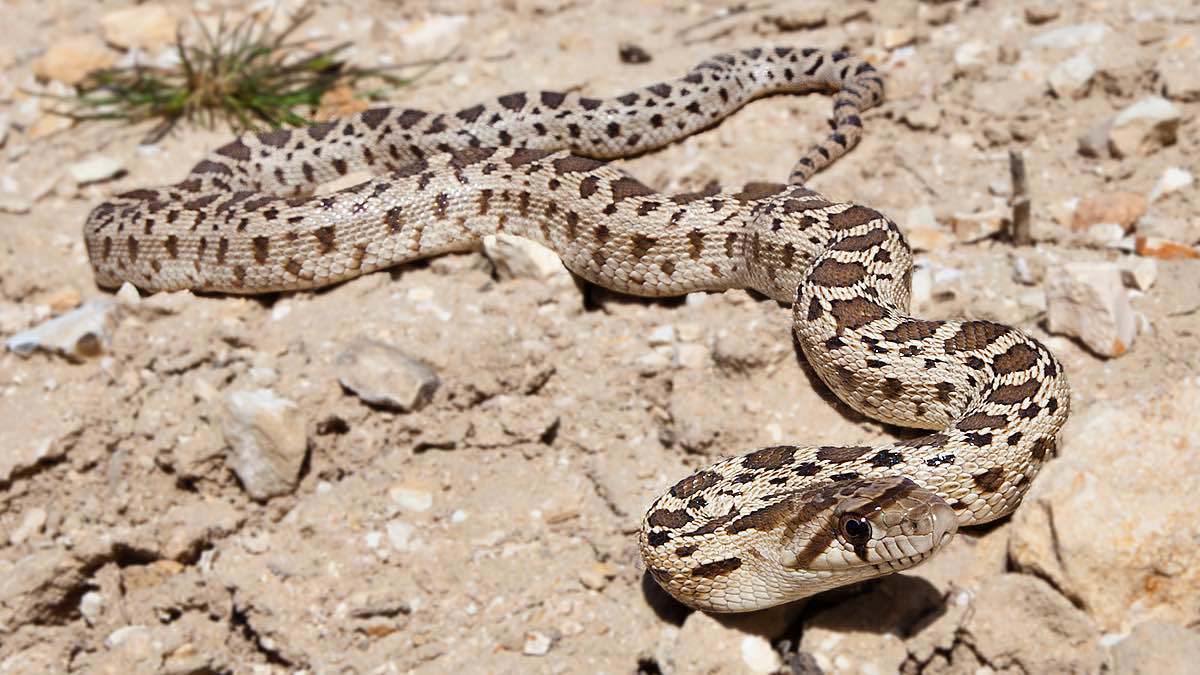 ماذا يفعل هذا الثعبان العملاق في كولورادو الأمريكية؟ (فيديو)