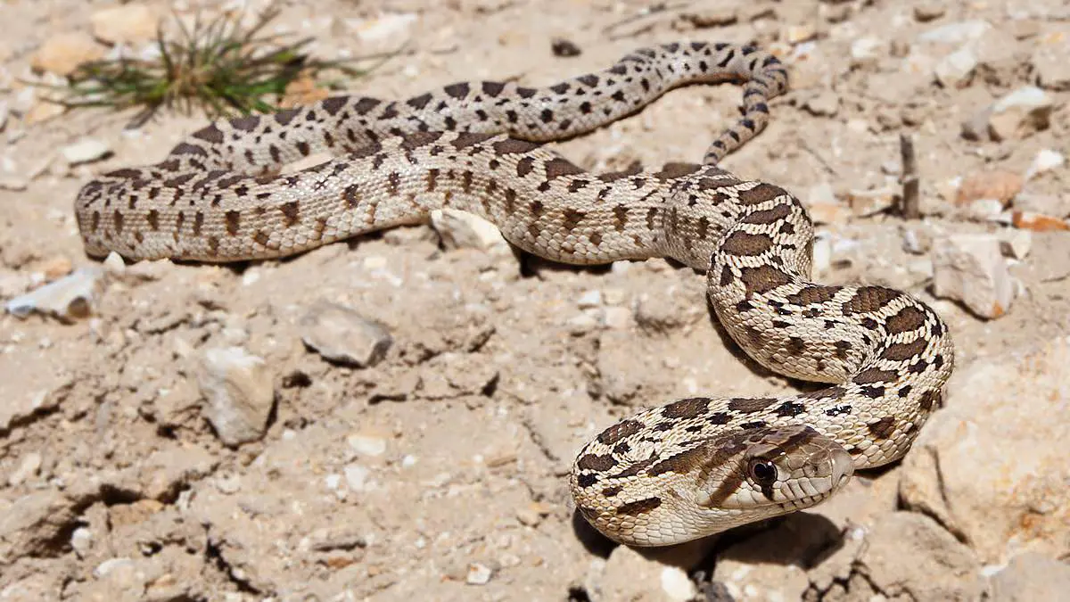 ماذا يفعل هذا الثعبان العملاق في كولورادو الأمريكية؟ (فيديو)