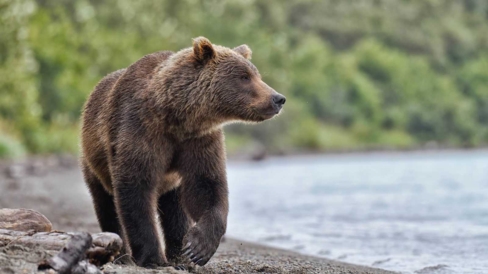 دب يُصاب بوعكة صحية بسبب الفواكه المثلجة (فيديو)