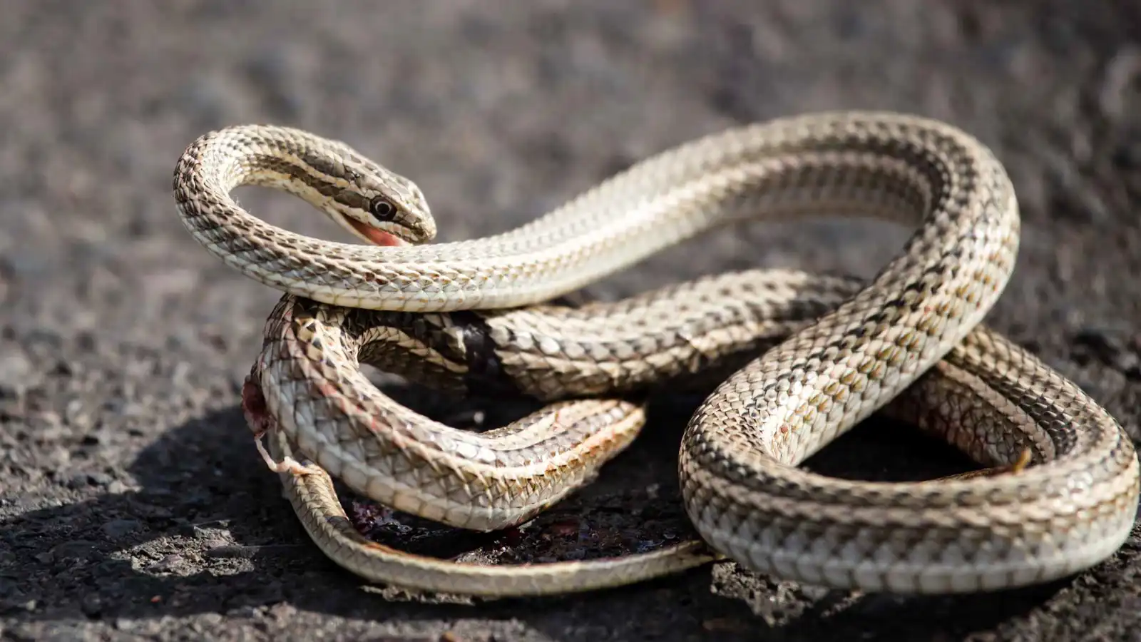 "إنه لأمر غريب".. لماذا تلدغ الأفعى نفسها؟