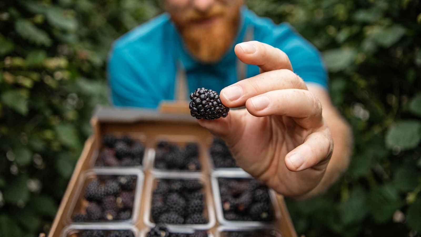 التوت.. "كنز غذائي" لكن ماذا عن مخاطره الصحية؟