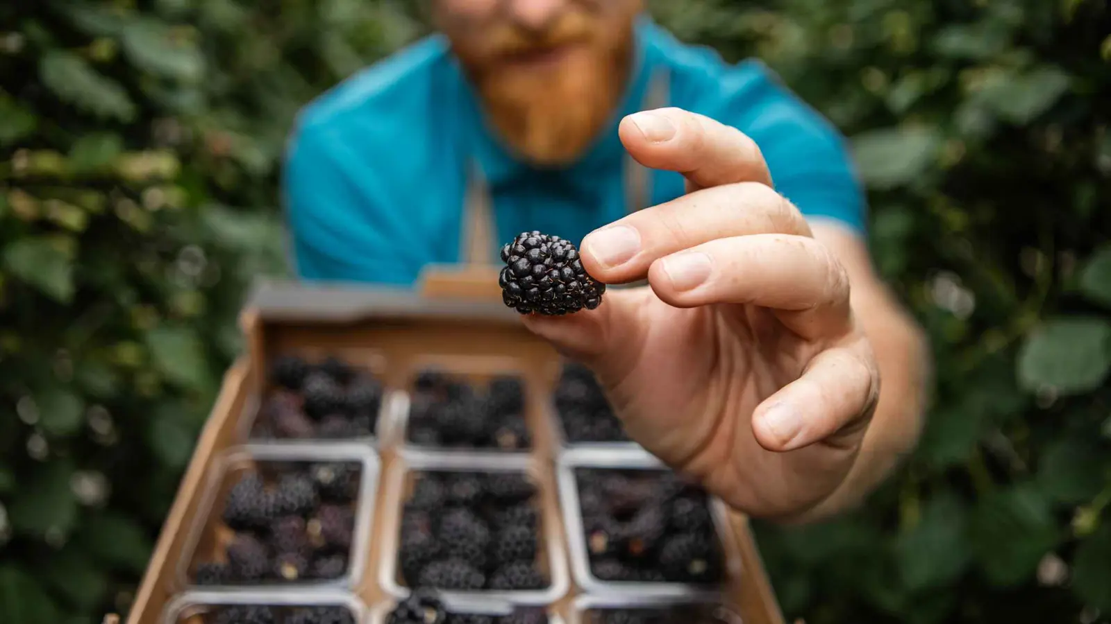 التوت.. "كنز غذائي" لكن ماذا عن مخاطره الصحية؟