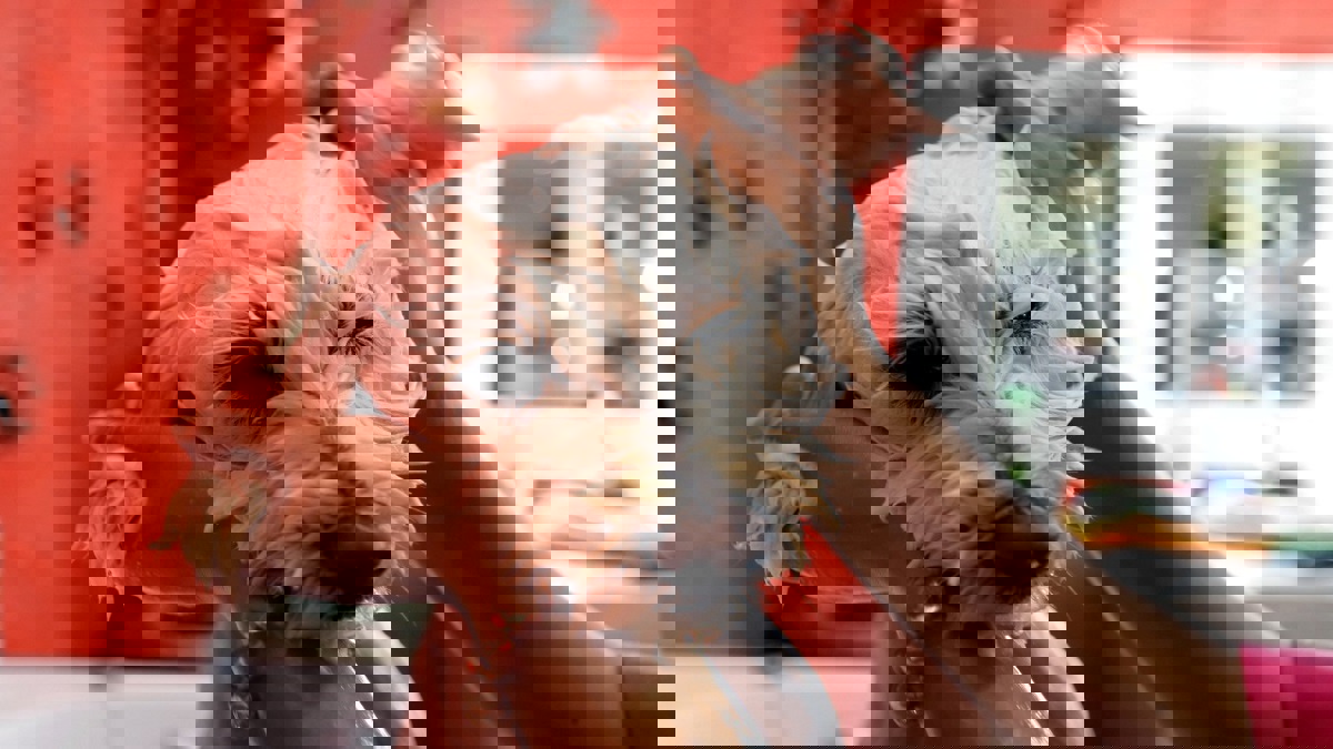 "كورونا" يحول مصففة شعر في عكا إلى خبيرة تجميل للكلاب (فيديو)