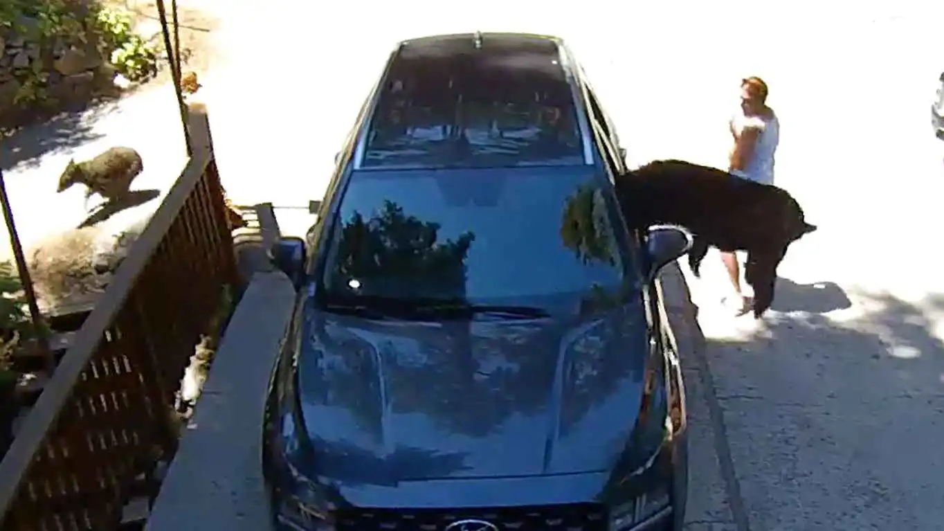 دب يقفز من داخل سيارة ويجبر سيدة على الفرار (فيديو)