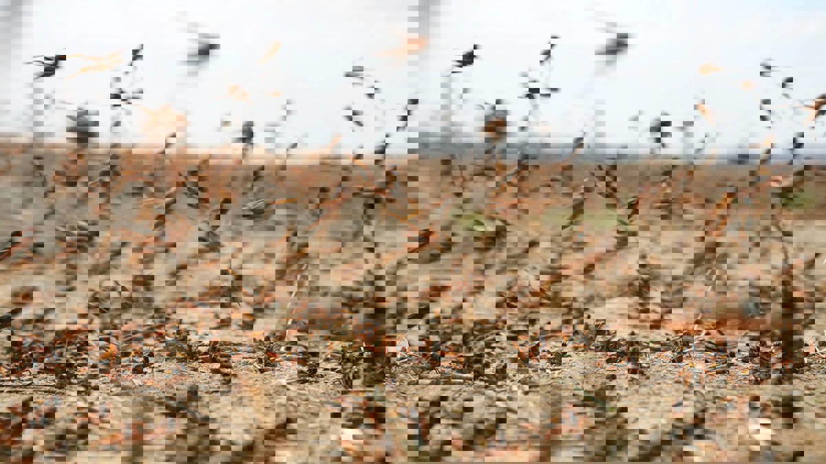 مسؤول إيراني يتهم السعودية بإثارة "الجراد الصحراوي" على بلاده