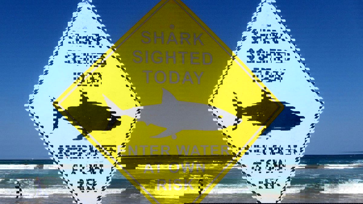 لأول مرة منذ 60 عاما.. إغلاق شواطئ بسيدني بعد مقتل شخص في هجوم سمكة قرش