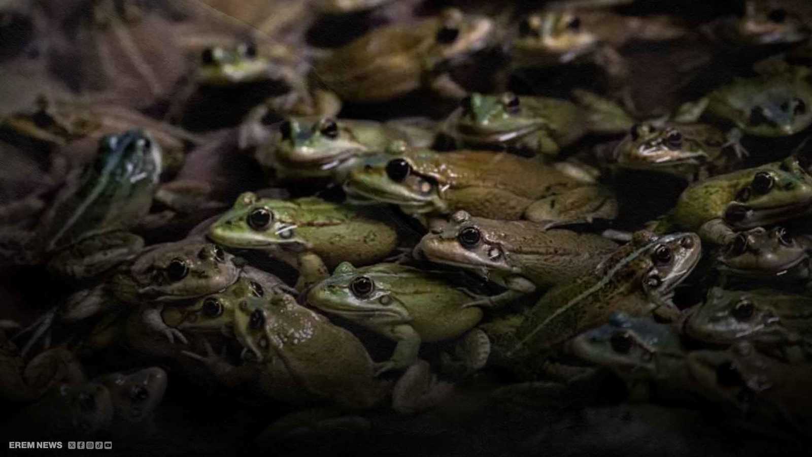 ماذا حدث لعجوز ابتلعت 8 ضفادع حية؟ (فيديو إرم)