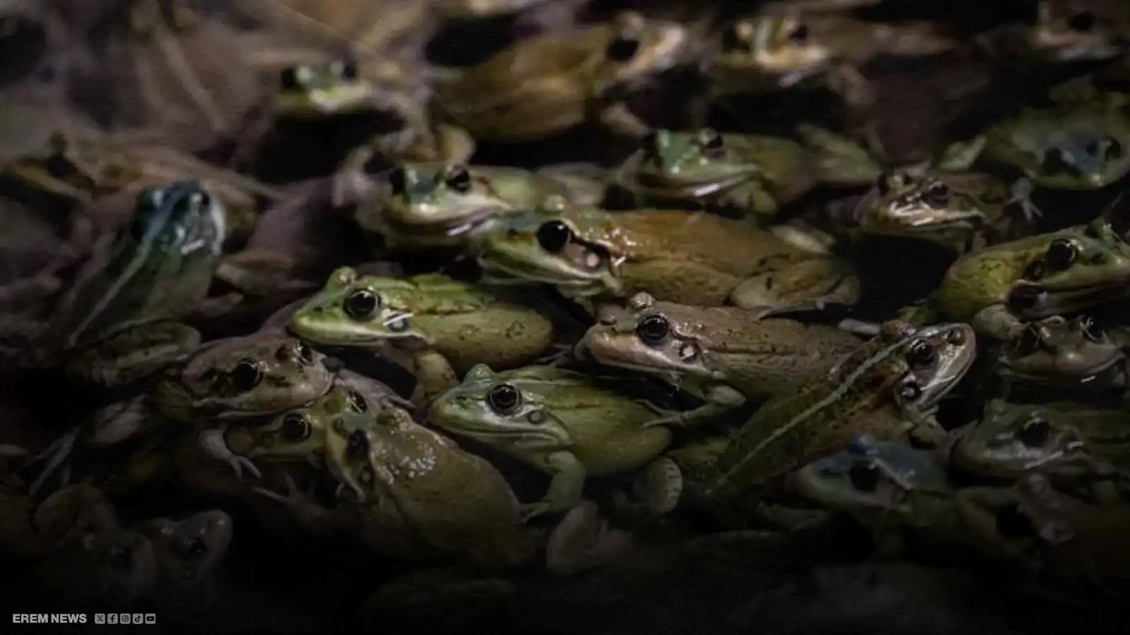 ماذا حدث لعجوز ابتلعت 8 ضفادع حية؟ (فيديو إرم)