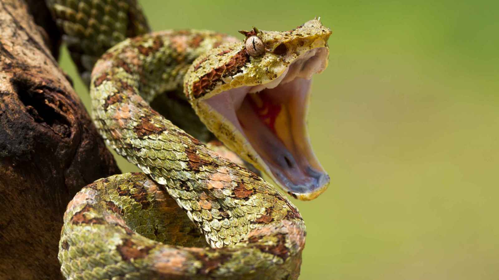 لقطة مرعبة.. محاولة تقبيل أفعى تتحول إلى كابوس (فيديو)