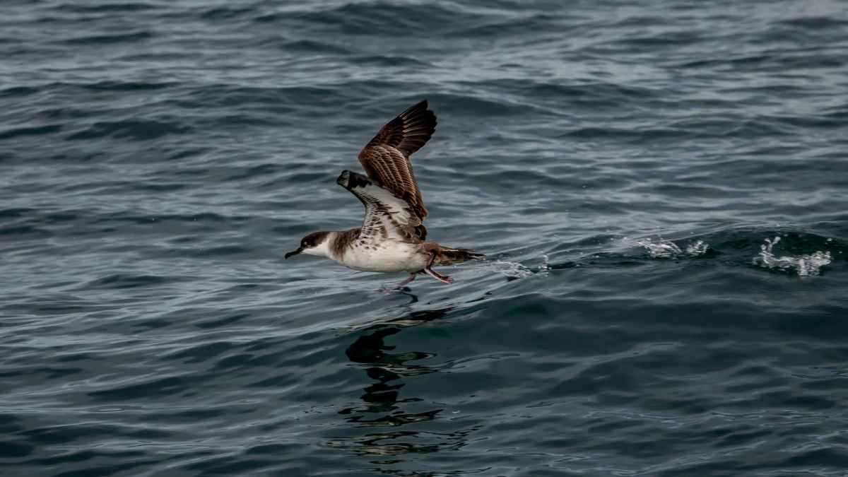 "ظاهرة مقلقة".. العثور على 778 قطعة بلاستيك في معدة طائر