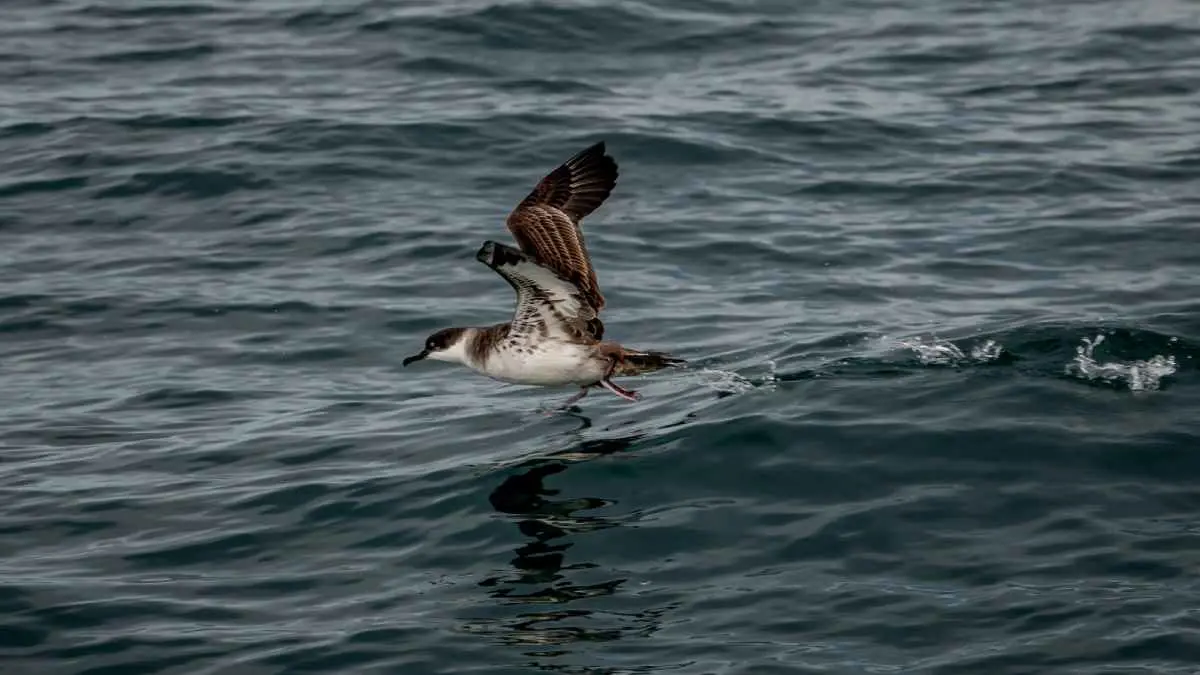 "ظاهرة مقلقة".. العثور على 778 قطعة بلاستيك في معدة طائر