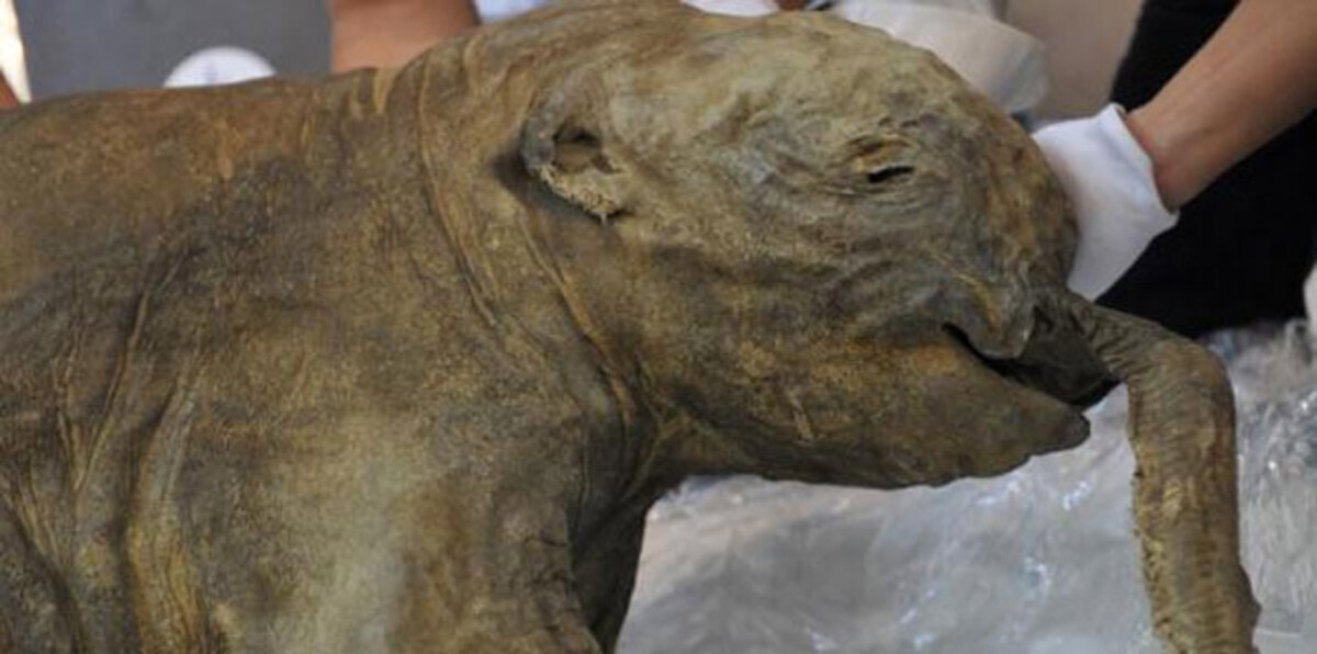 الإنسان الأول أقام بالمنطقة القطبية قبل 45 ألف عام